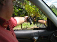 Mount Tamborine Winery & Homestead - Brisbane Tourism 1