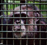 Rockhampton Zoo - Brisbane 4u