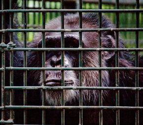 Rockhampton Zoo - Brisbane Tourism 0