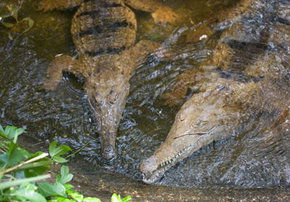 Rockhampton Zoo - Brisbane Tourism 1