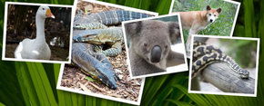 Rockhampton Zoo - Brisbane Tourism 2