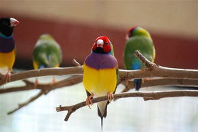 Kyabram Fauna Park - Tourism Brisbane 1