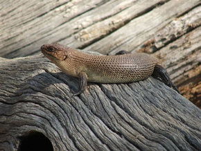 Kyabram Fauna Park - Tourism Brisbane 2