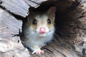 Kyabram Fauna Park - Tourism Brisbane 3