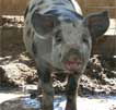 Wagga Wagga Zoo - Brisbane Tourism