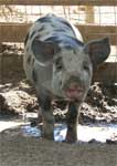 Wagga Wagga Zoo - Brisbane Tourism 0