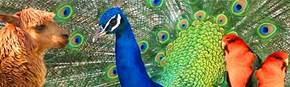 Wagga Wagga Zoo - Brisbane Tourism 1