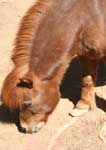 Wagga Wagga Zoo - Brisbane Tourism 3