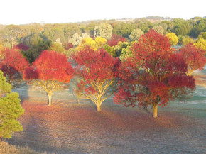 Balloon Adventures Barossa Valley - Brisbane Tourism 3
