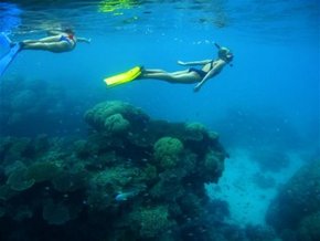 Three Islands Whale Shark Dive - Tourism Brisbane 3