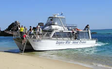 Dolphin Wild - Tourism Brisbane 2