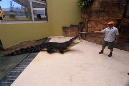 Crocosaurus Cove - Tourism Brisbane 2