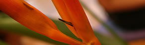 Zen Day Spa - Tourism Brisbane 0