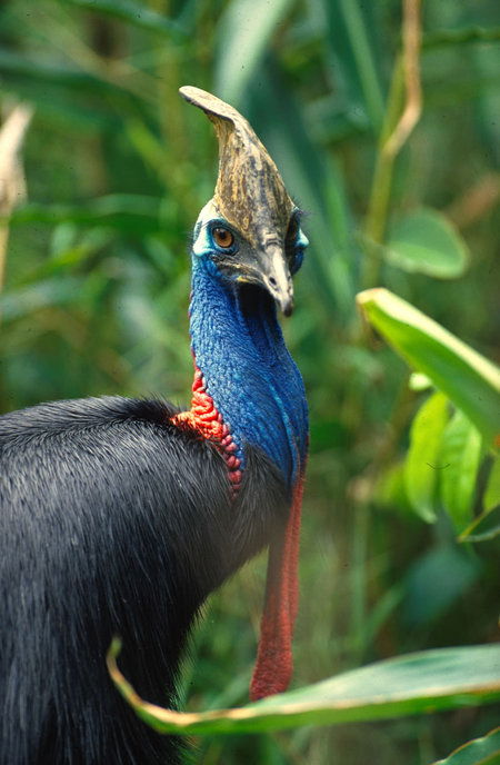David Fleay Wildlife Park - Brisbane Tourism 0