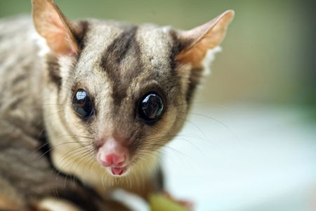 David Fleay Wildlife Park - Brisbane Tourism 1