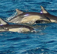 Dolphin Swim Australia - Tourism Brisbane
