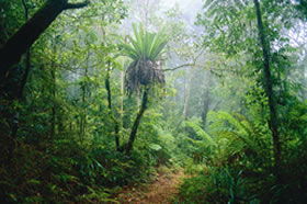 Canungra QLD Tourism Brisbane