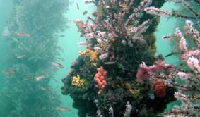 Underwater Sports Diving Centre - Tourism Brisbane 2