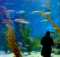 Melbourne Aquarium - Brisbane 4u