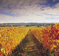Link Tours - Tourism Brisbane