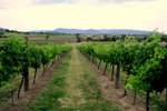 Link Tours - Tourism Brisbane 2