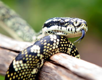 Reptile Encounters - Tourism Brisbane 0