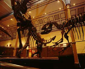 Australian Museum - Brisbane Tourism 1