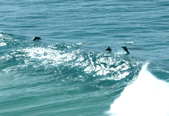 Beach Trekkers North Stradbroke Island - Tourism Brisbane 2