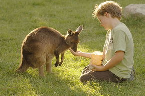 Cleland Wildlife Park - Brisbane Tourism 4