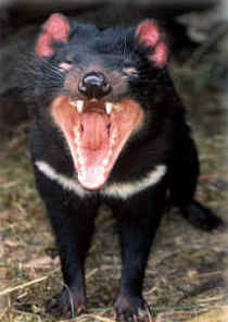 Zoo Doo Wildlife Park - Brisbane 4u 4