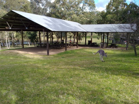 Calmsley Hill City Farm - Tourism Brisbane 5