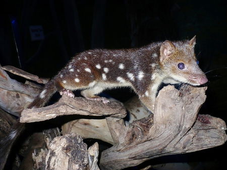 East Coast Natureworld - Tourism Brisbane 5