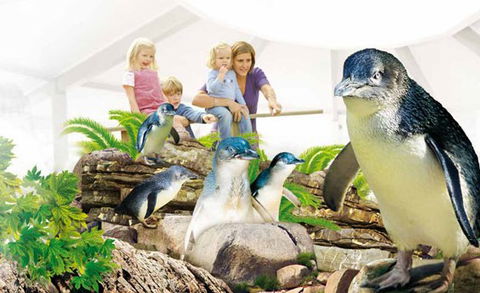 Manly SEA LIFE Sanctuary - Tourism Brisbane 1