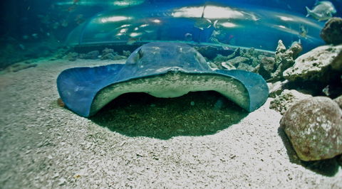 Manly SEA LIFE Sanctuary - Tourism Brisbane 3