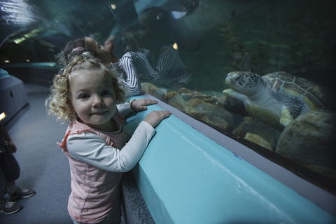 Manly SEA LIFE Sanctuary - Tourism Brisbane 4