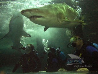 Manly SEA LIFE Sanctuary - Tourism Brisbane 5