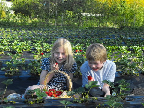 Blue Hills Berries & Cherries - Brisbane 4u 0