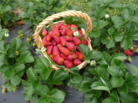 Blue Hills Berries & Cherries - Brisbane 4u 3