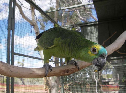 Darling Downs Zoo - Tourism Brisbane 1