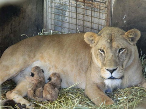 Darling Downs Zoo - Tourism Brisbane 2