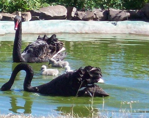 Darling Downs Zoo - Tourism Brisbane 3