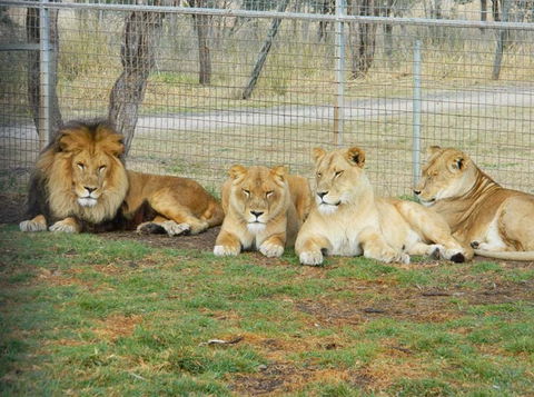 Darling Downs Zoo - Tourism Brisbane 4