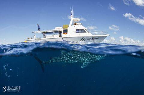 Three Islands Whale Shark Dive - Tourism Brisbane 4