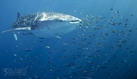 Three Islands Whale Shark Dive - Tourism Brisbane 5