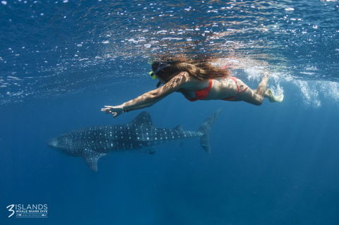 Three Islands Whale Shark Dive - Tourism Brisbane 6