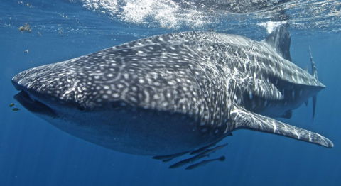 Three Islands Whale Shark Dive - Tourism Brisbane 7
