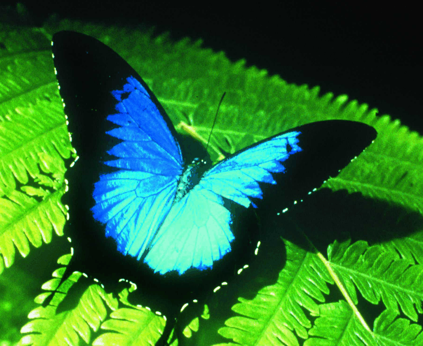 Australian Butterfly Sanctuary - Tourism Brisbane