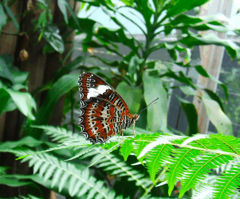 Australian Butterfly Sanctuary - Tourism Brisbane 1