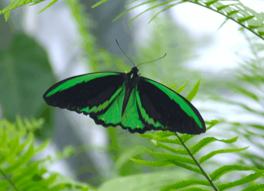 Australian Butterfly Sanctuary - Tourism Brisbane 2