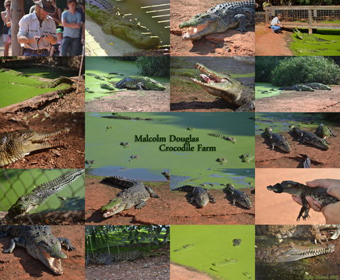 The Malcolm Douglas Crocodile Park - Brisbane Tourism 0